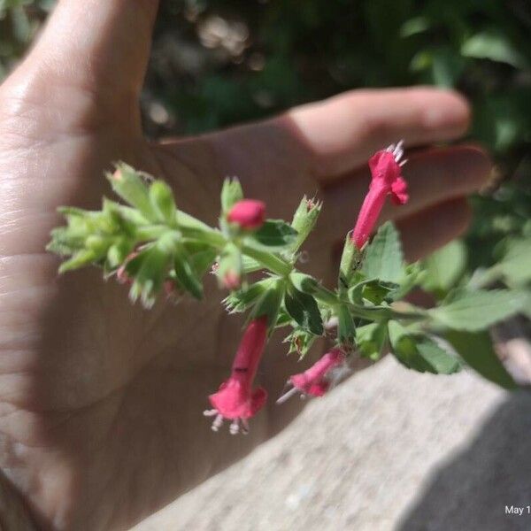 Stachys coccinea Flor