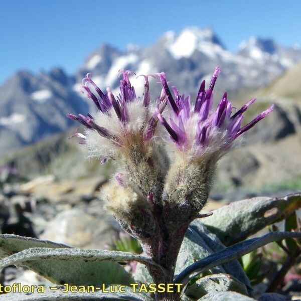 Saussurea alpina 整株植物