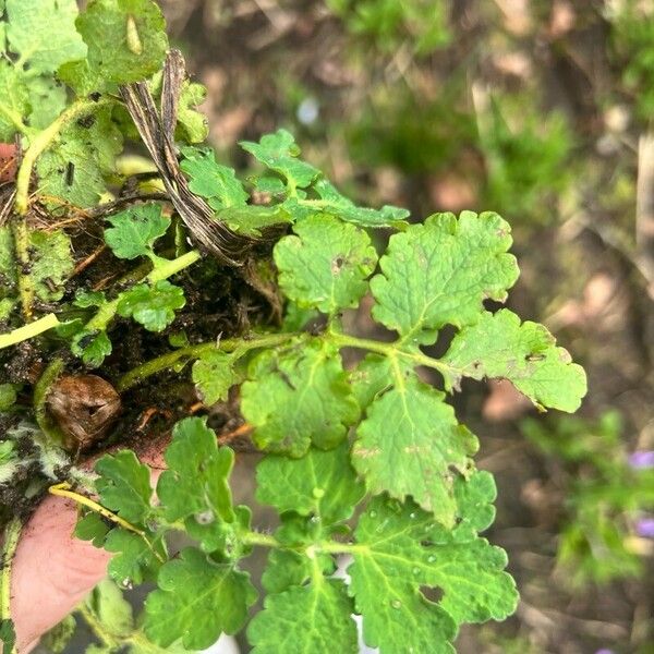 Chelidonium majus Deilen