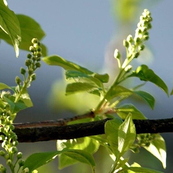 Prunus padus অন্যান্য