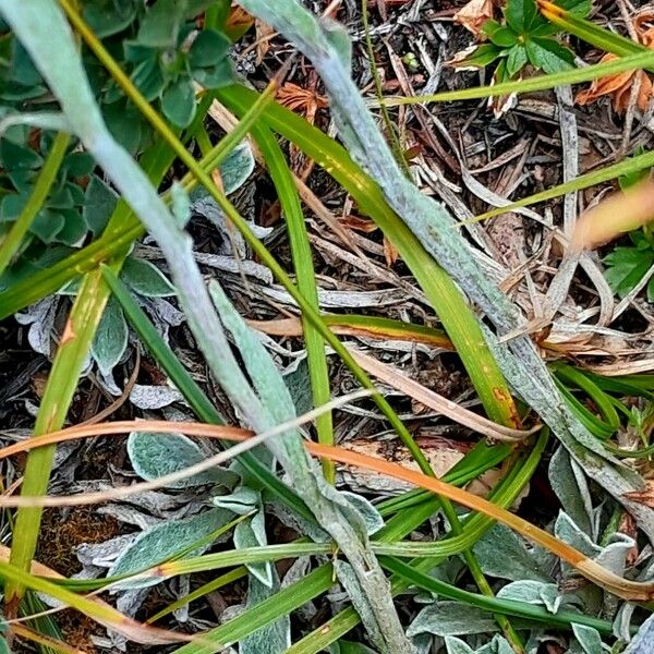 Antennaria dioica Écorce