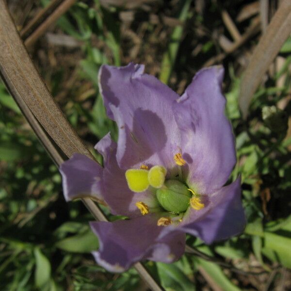 Eustoma exaltatum Flors