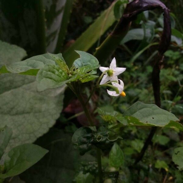 Solanum nigrum Pokrój