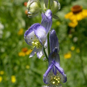 Aconitum columbianum Kukka