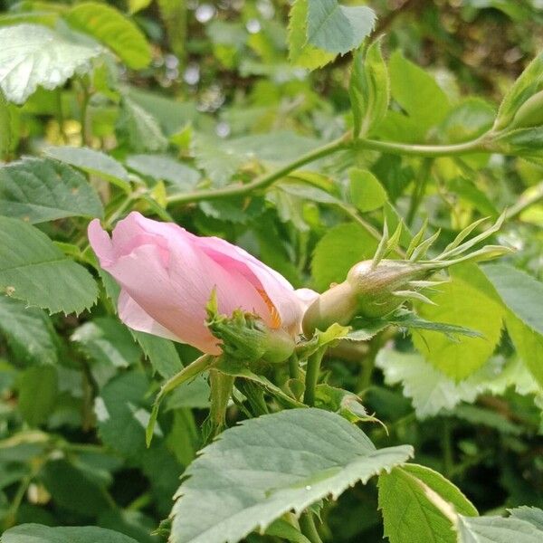 Rosa dumalis Blüte