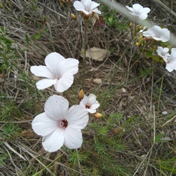 Linum tenuifolium Квітка