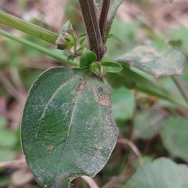 Exacum oldenlandioides Foglia