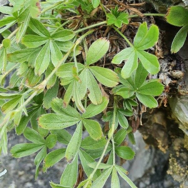 Potentilla caulescens Liść