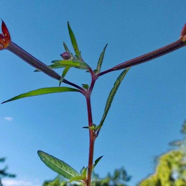 Ludwigia octovalvis Blüte