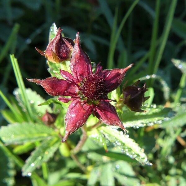 Comarum palustre Λουλούδι