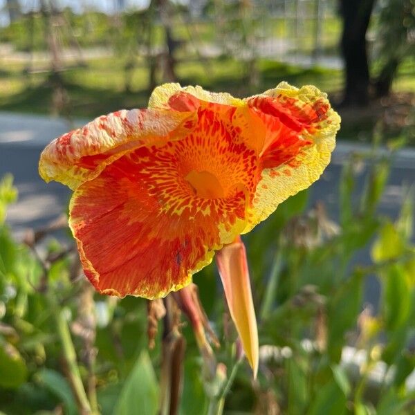 Canna flaccida Bloem