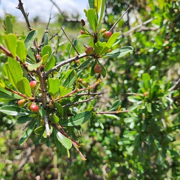 Rhamnus staddo Frucht