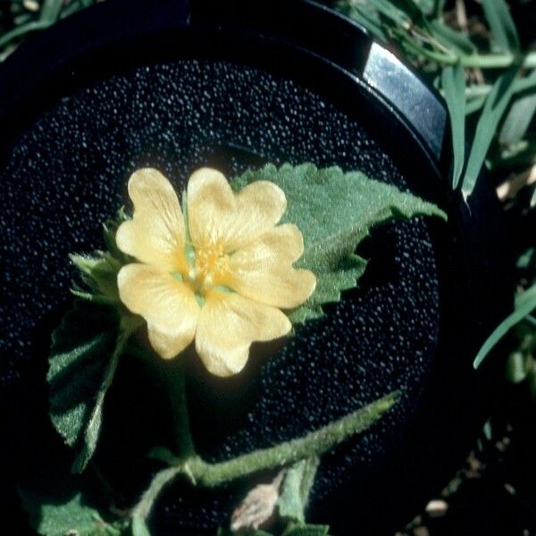 Malvastrum americanum Fleur