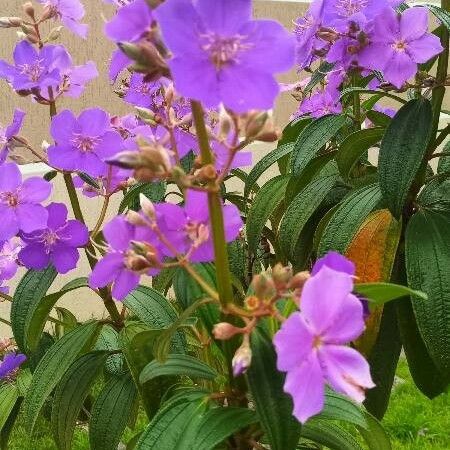 Tibouchina mutabilis പുഷ്പം