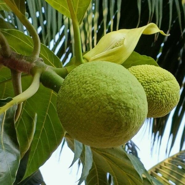 Artocarpus altilis Ffrwyth