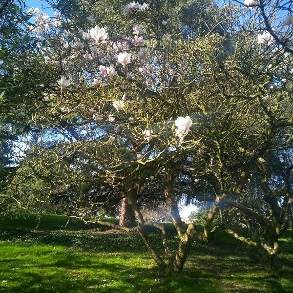 Magnolia × soulangeana Cvet