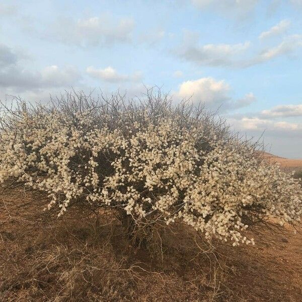 Senegalia mellifera Blomst