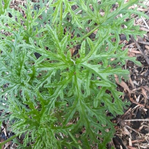 Pelargonium graveolens Leaf