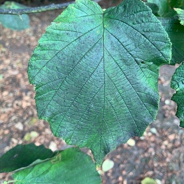 Corylus maxima Leaf