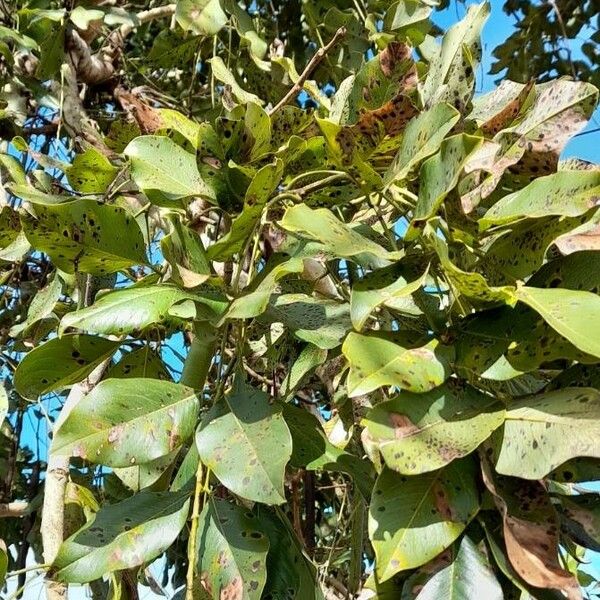 Cassia fistula Leaf