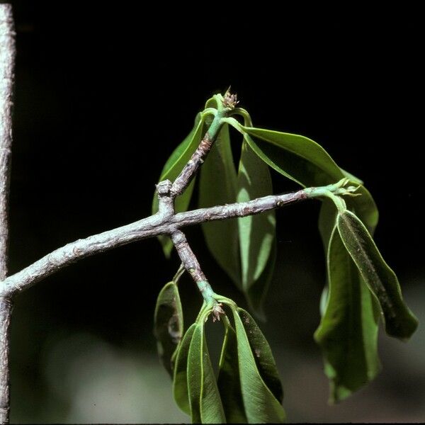 Symphonia globulifera Escorça