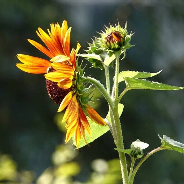 Helianthus annuus Fiore