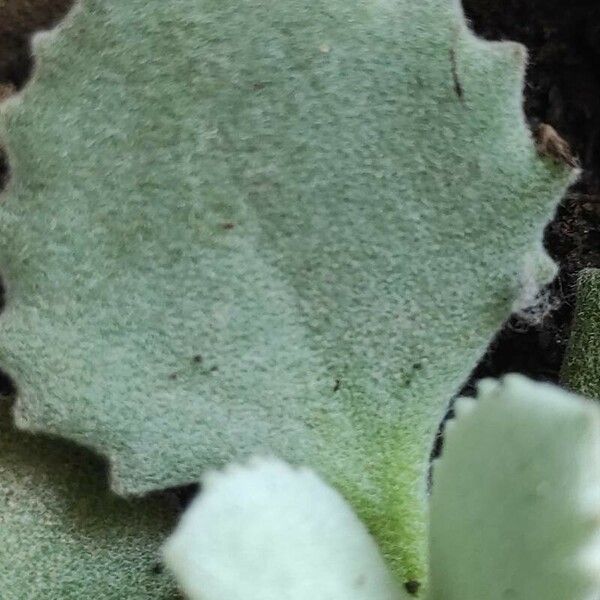 Kalanchoe millotii Leaf