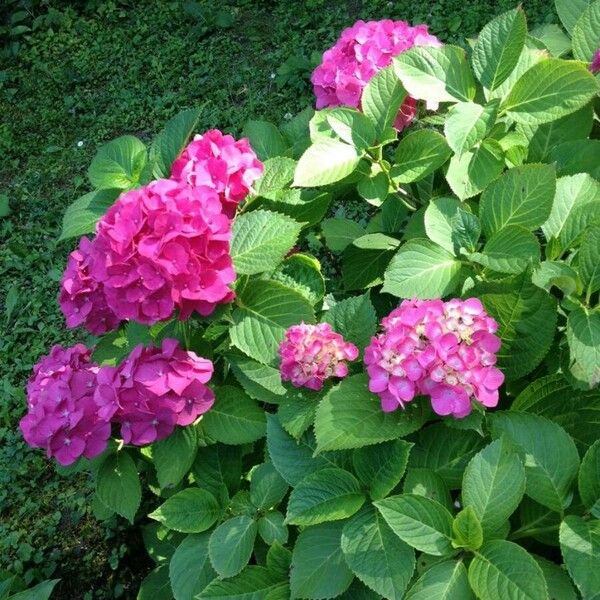 Hydrangea macrophylla आदत