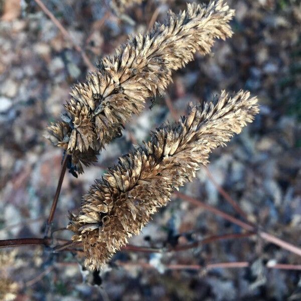 Phalaris aquatica Fruit