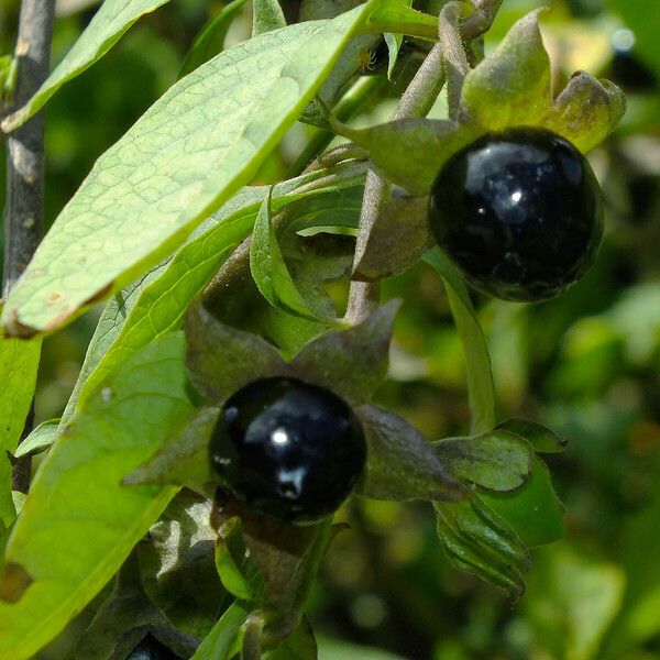 Atropa bella-donna फल