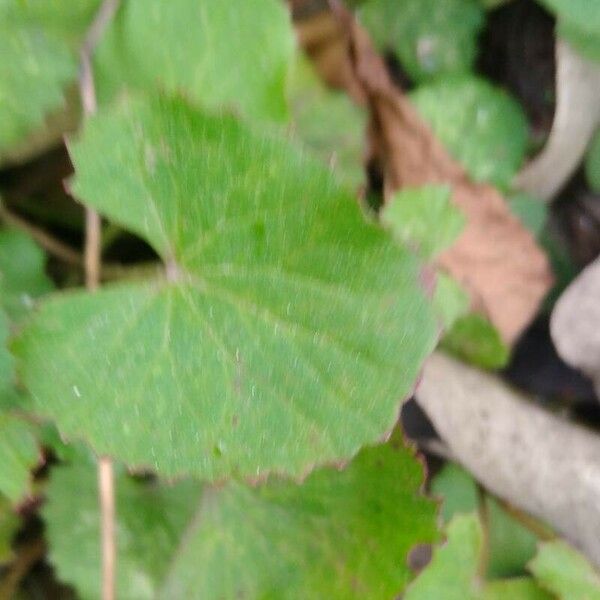 Centella asiatica 叶