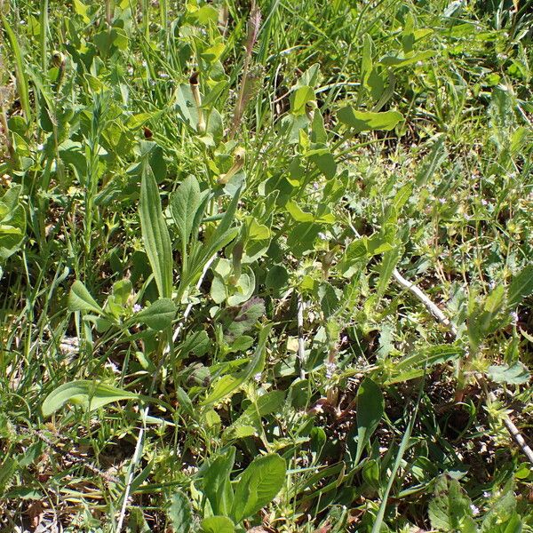 Aristolochia paucinervis 整株植物