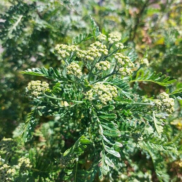 Gonospermum canariense Leaf