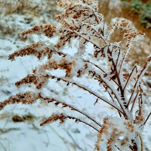 Solidago altissima Συνήθη χαρακτηριστικά