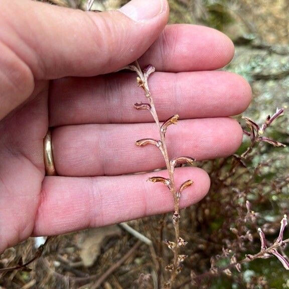 Epifagus virginiana Õis