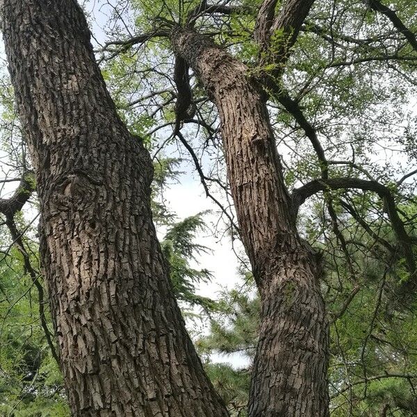 Ziziphus jujuba Bark