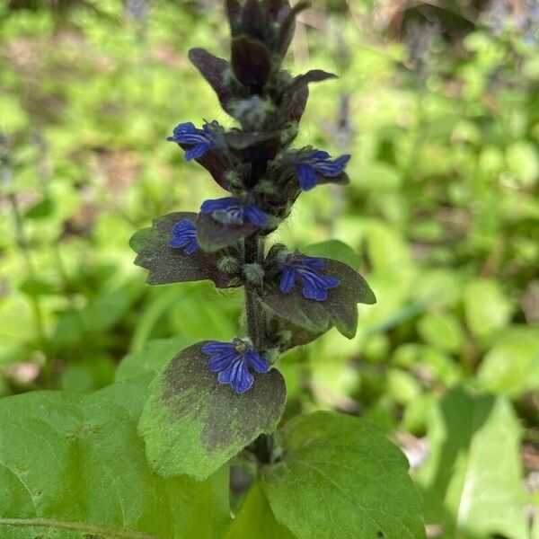 Ajuga genevensis 花