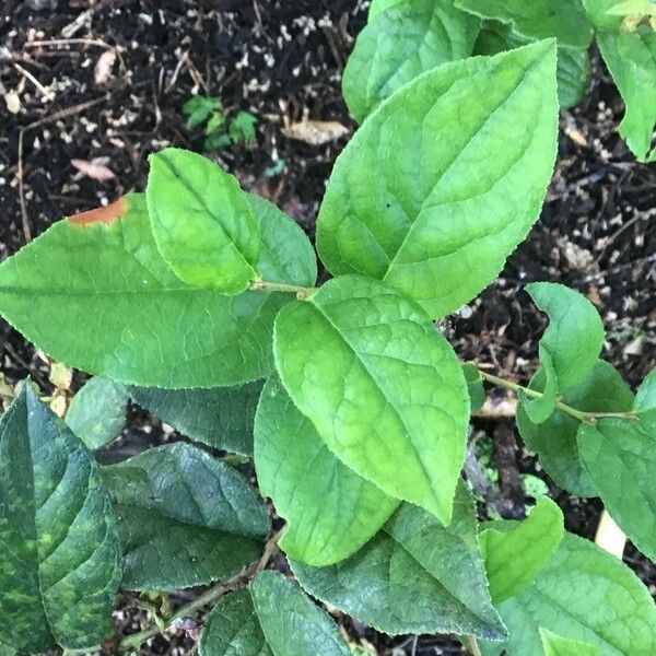 Gaultheria shallon Leaf