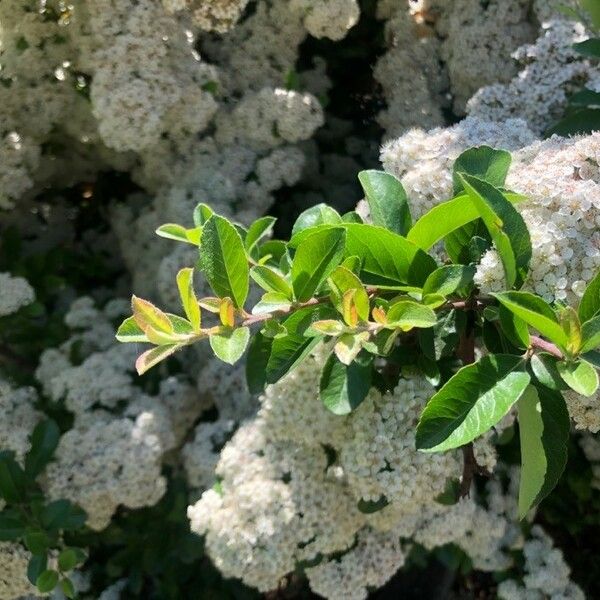 Pyracantha crenulata Folha