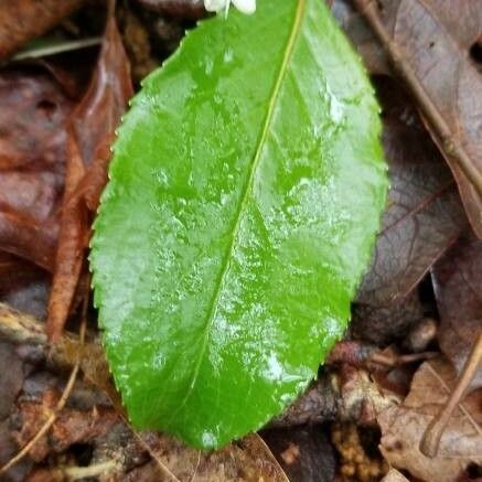 Viburnum rufidulum Leaf