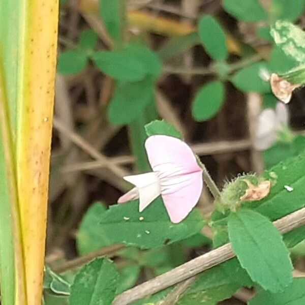 Ononis reclinata Flower