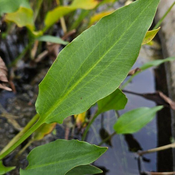 Alisma plantago-aquatica Folha