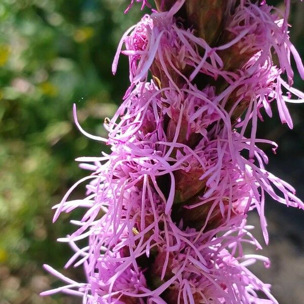 Liatris spicata Flower