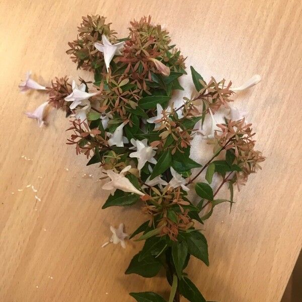 Abelia biflora Flors