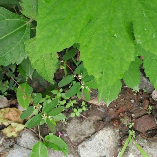 Momordica charantia Leaf