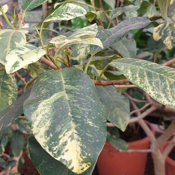 Ficus rubiginosa Φύλλο