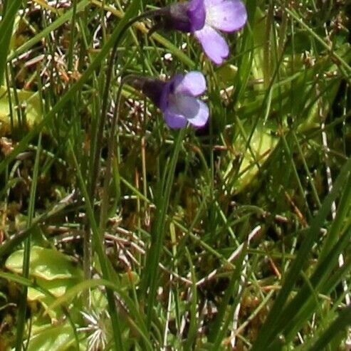 Pinguicula vulgaris Flower