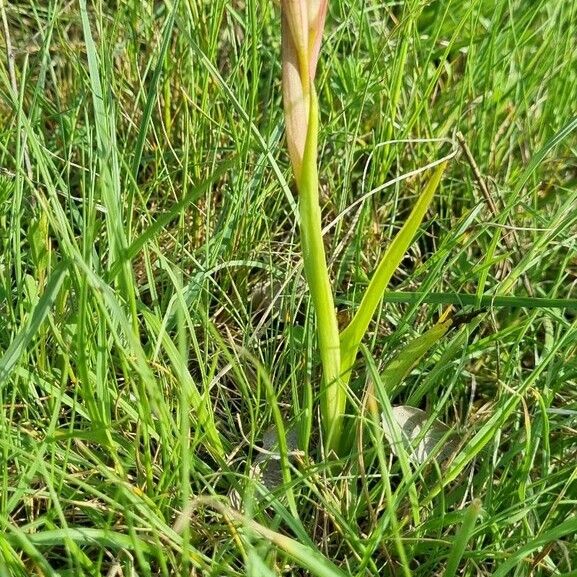 Serapias parviflora Συνήθη χαρακτηριστικά