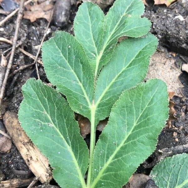 Opopanax chironium Leaf