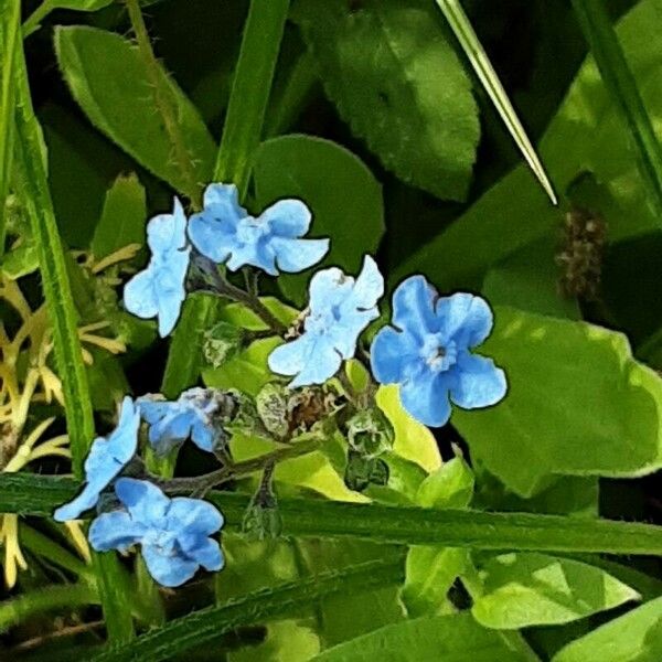 Cynoglossum amabile Flower